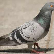 pigeon